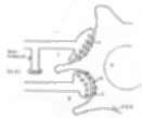 E & I [Excitatory fit Inhibitory] axon terminals.