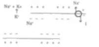 Repolarization is return to original polarity Fig 2 Synapse: Schematic Representation.