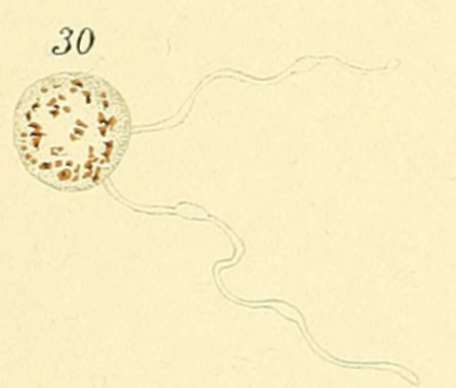 Stages Of Development Of The Tertian Parasite