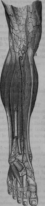 Arteries of the Front of the Leg.
