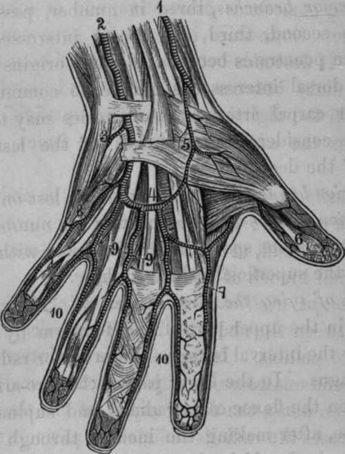 Arteries of the Hand; Palmar Surface.