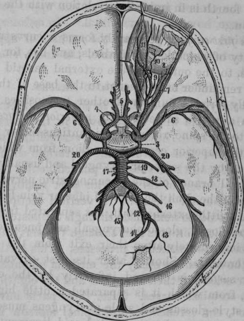Arteries of the Interior of the Cranium.