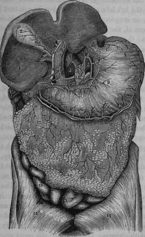 Arteries of the Stomach and Liver.