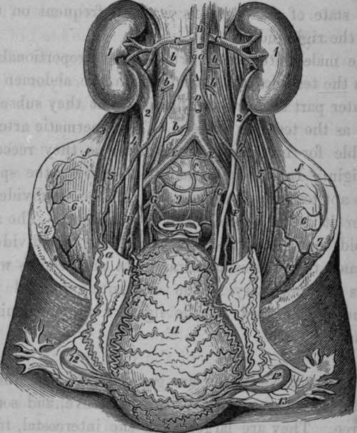 Arteries of the, Uterus six days after delivery.