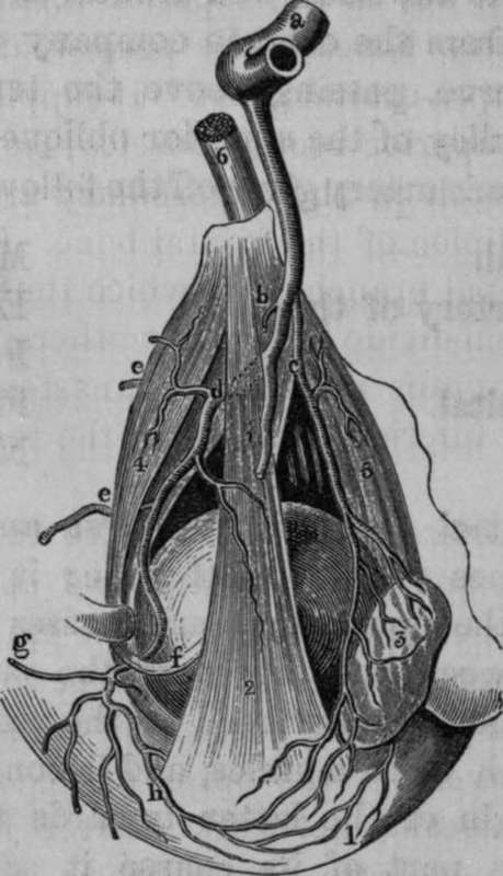 Dissection of some of the branches of the Ophthalmic Artery.