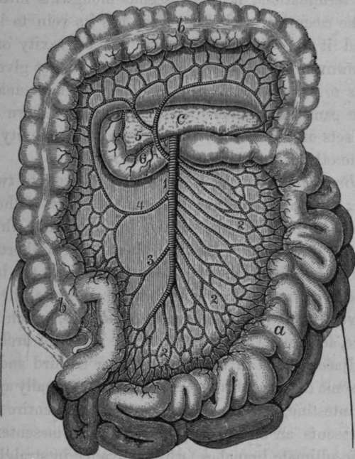 Distribution of the Superior Mesenteric Artery.