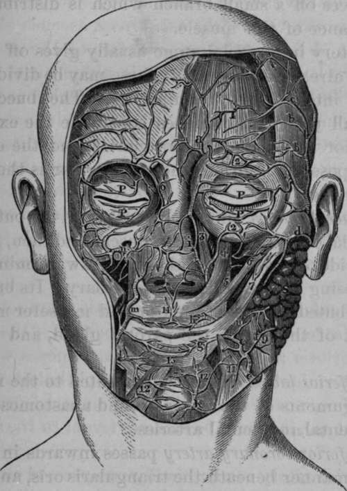 Facial, Transverse Facial Internal Maxillary Temporal Arteries.