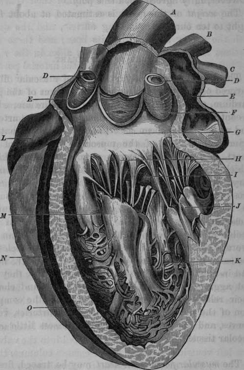Interior of Left Ventricle and Aorta