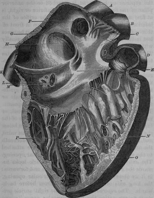 Interior of Right Auricle and Ventricle.