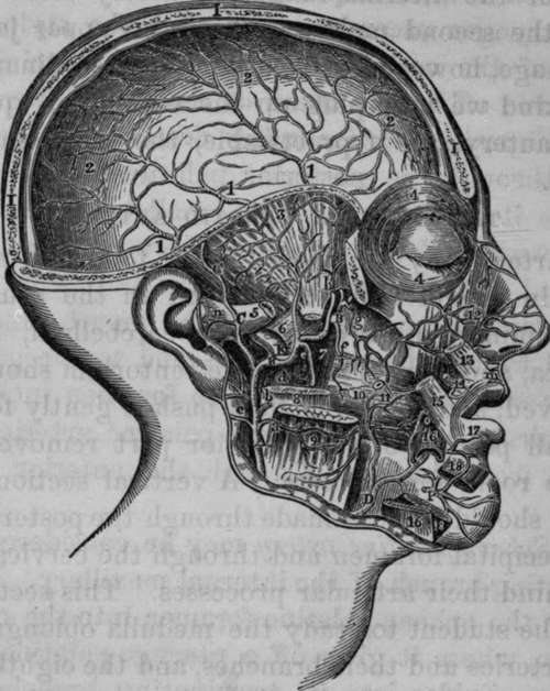 Internal Maxillary, Middle Meningeal Facial, Arteries.