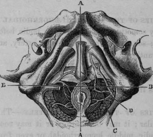 Male Perineum