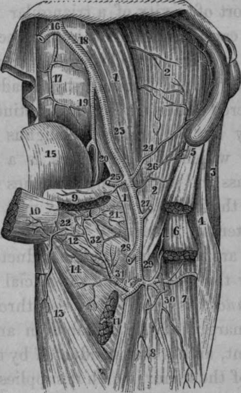 Obturator and Internal Circumflex Arteries.