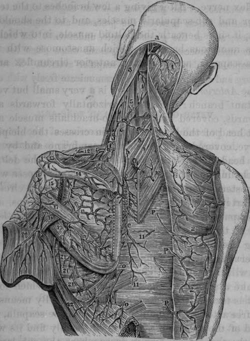 Posterior part of the Neck and Shoulder.