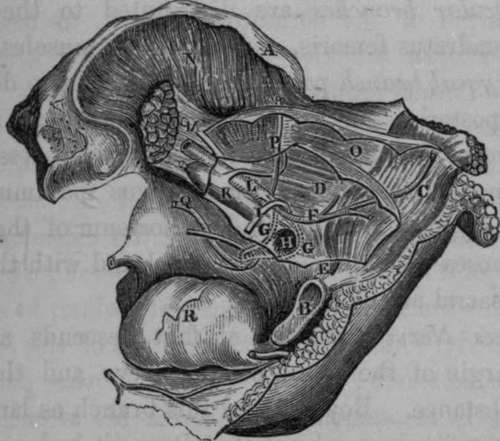 Surgical Anatomy of the Obturator Artery, Femoral Hernia.