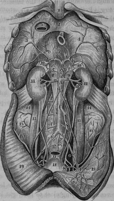 The Abdominal Aorta and its deep Branches.