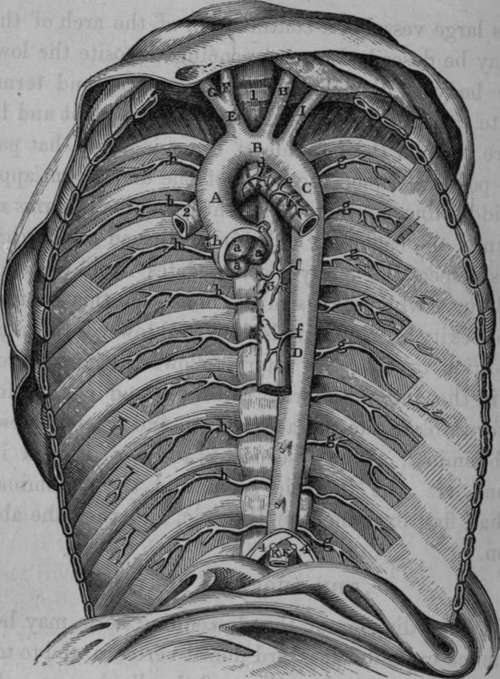 The Thoracic Aorta and its Branches.