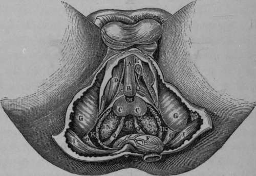 deep portions of the Male Perineum.