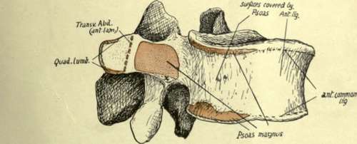 A mid lumbar vertebra