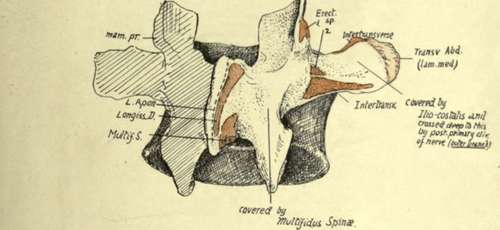 A mid lumbar vertebra