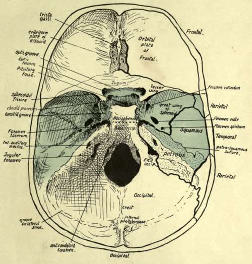 Cranial surface of base of skull