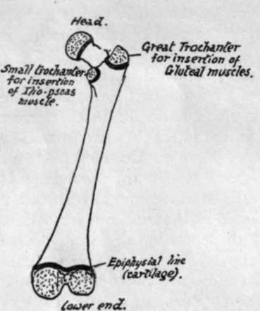 Diagram of femur