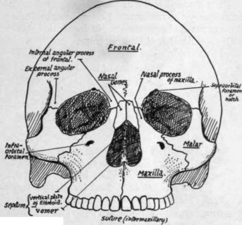 Facial aspect, without lower jaw