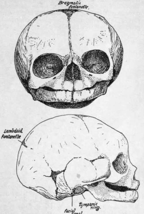 Foetal skull, the time of birth