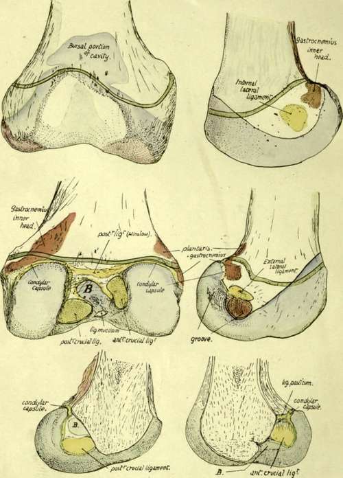 Lower end of right femur.