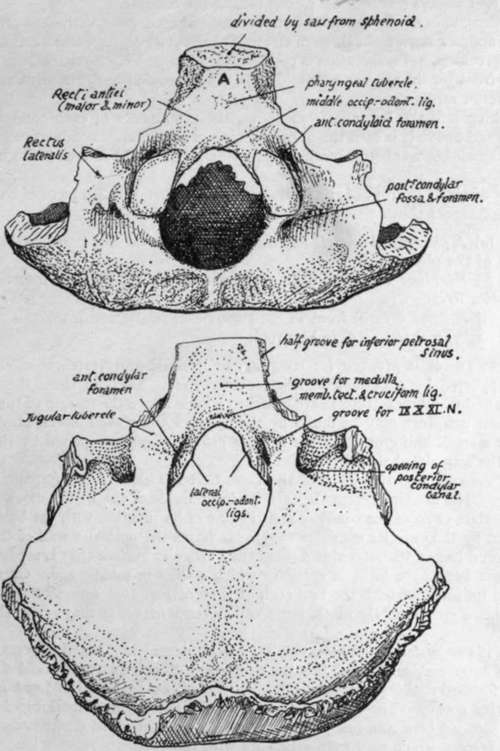 Occipital Bone Markings 4751