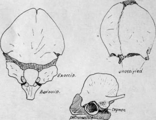 Occipital, frontal, and temporal at birth