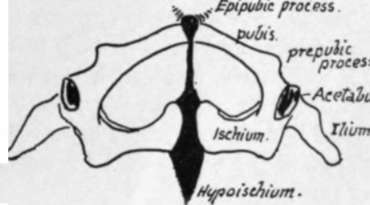 Pelvis of lizard seen from below