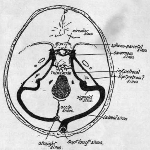 Position of cranial sinuses