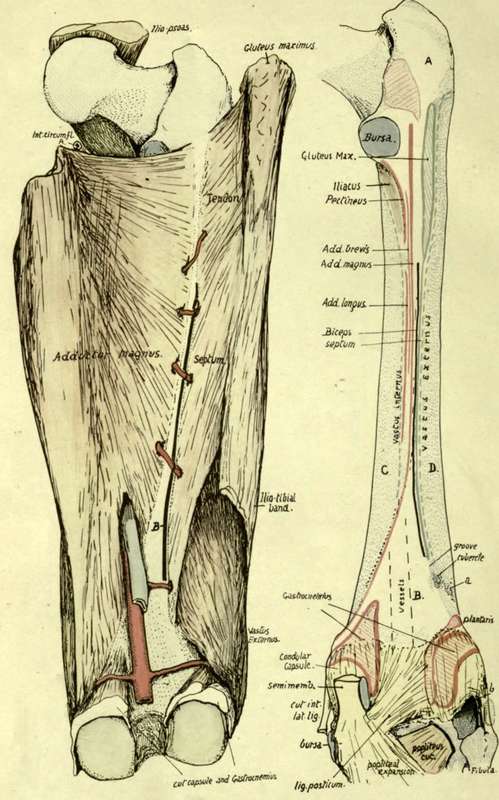 Posterior aspect of right femur