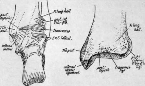 Posterior view of right ankle, and of right tibia