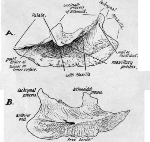 Inferior Turbinate Bone