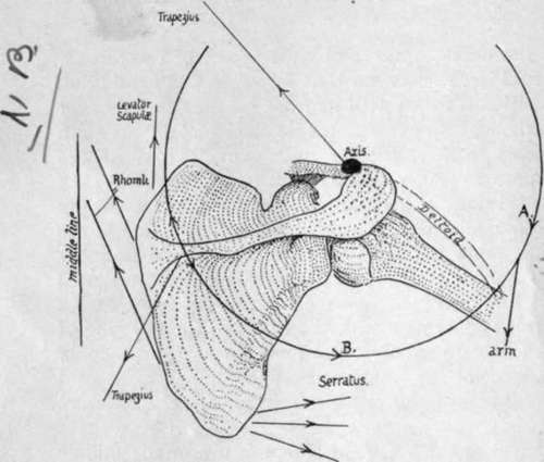 Scheme of the directions in which the muscles act in rotating the scapula