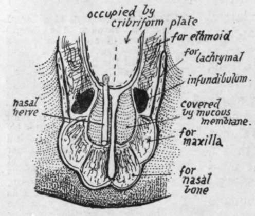 Scheme of the roof of the front part of the nasal cavity