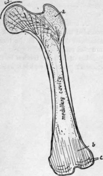 Scheme to illustrate the structure of the femur