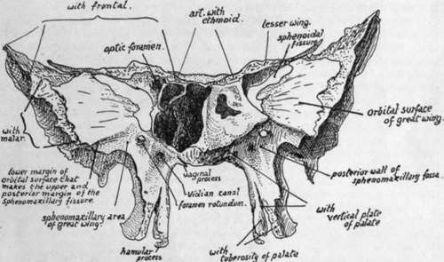 Sphenoid and left sphenoidal turbinal from the front
