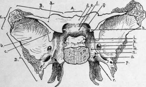 Sphenoid seen from above