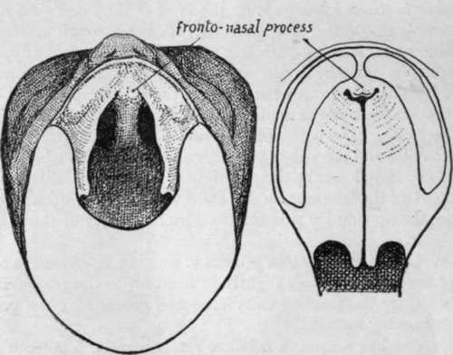 To illustrate the formation of the palate