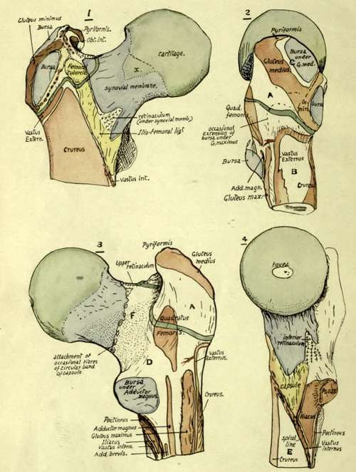 Upper end of right femur