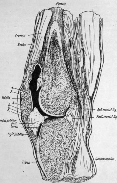 Vertical antero posterior section through knee joint