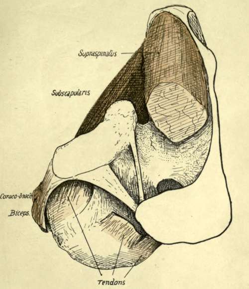 View from above of the left shoulder joint
