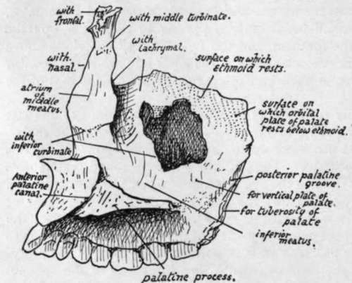 View of inner aspect of right maxilla