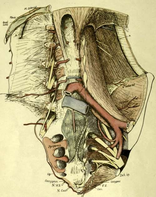 anterior relations of the lumbar column and sacrum