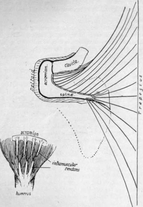 disposition of the fibres of Trapezius