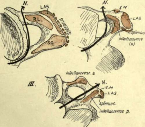 first three cervical vertebra