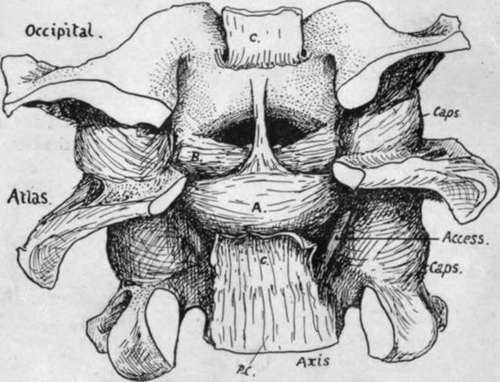 ligaments of the occipito atlo axoid articulation