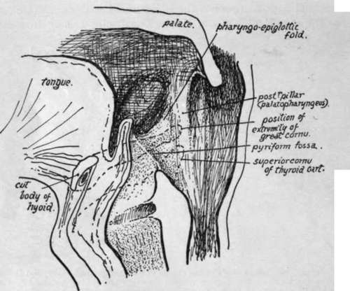 pharynx in a sagittal direction